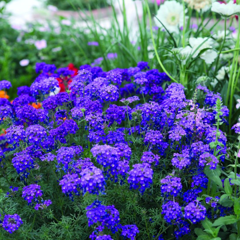 Graines de Verveine annuelle Imagination - Verbena hybrida (Port)