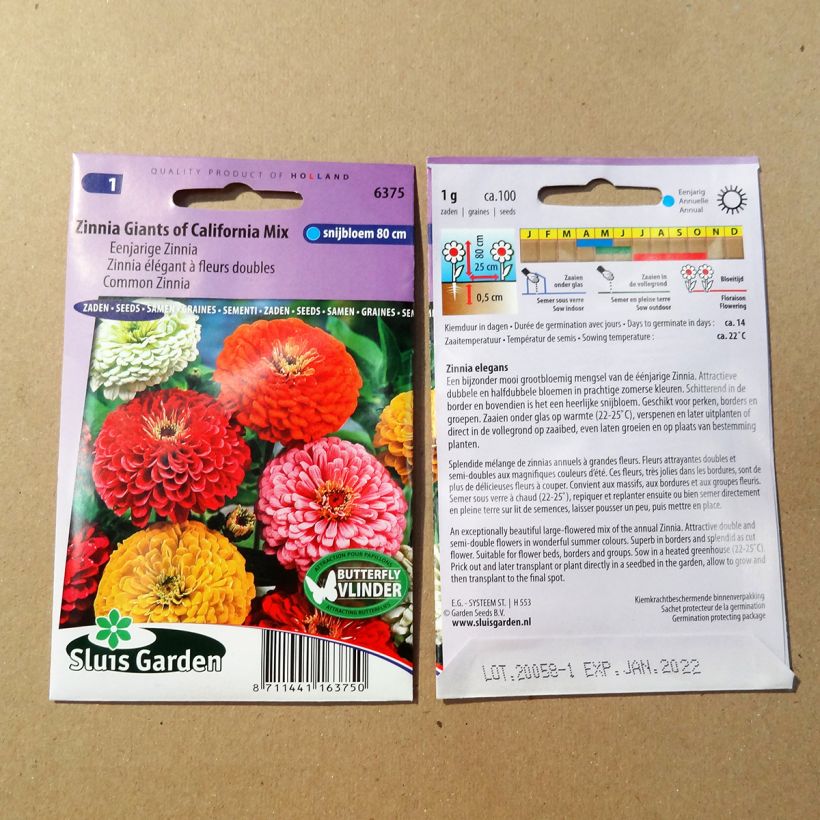 Exemple de spécimen de Graines de Zinnia Géant de Californie en mélange le sachet de +/- 100 graines environ (minimum 1g) tel que livré