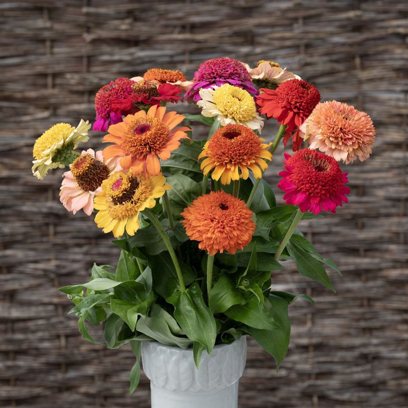 Graines de Zinnia à fleur de scabieuse Crestar! Mix (Floraison)
