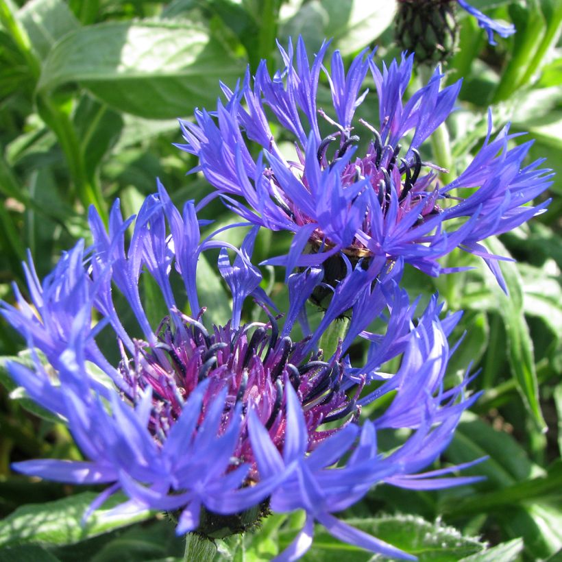 Graines de bleuet des montagnes - Centaurea montana (Floraison)