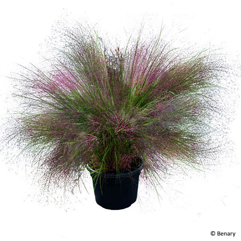 Graines de Muhlenbergia reverchonii Rosy (Port)