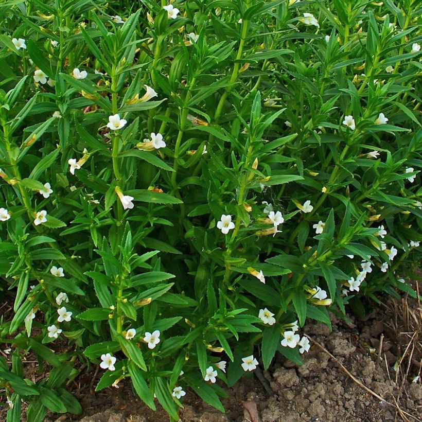 Gratiole officinale - Gratiola officinalis (Port)
