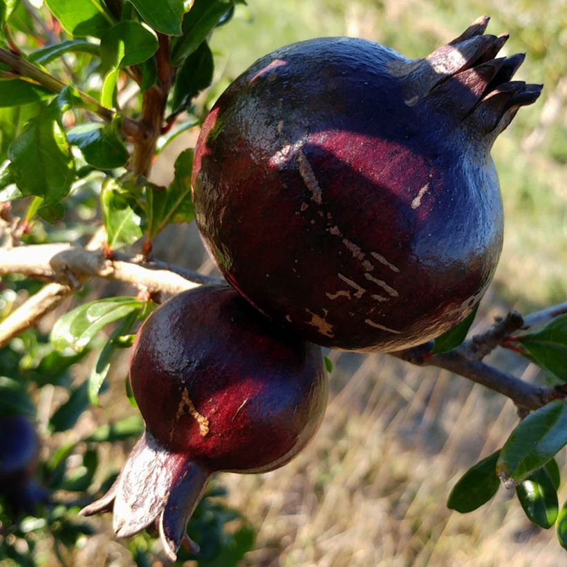 Grenadier à fruits - Punica granatum Asmar (Récolte)
