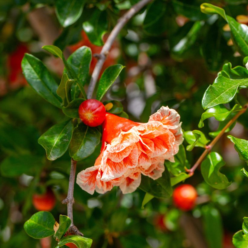 Grenadier à fleurs - Punica granatum California Sunset (Floraison)
