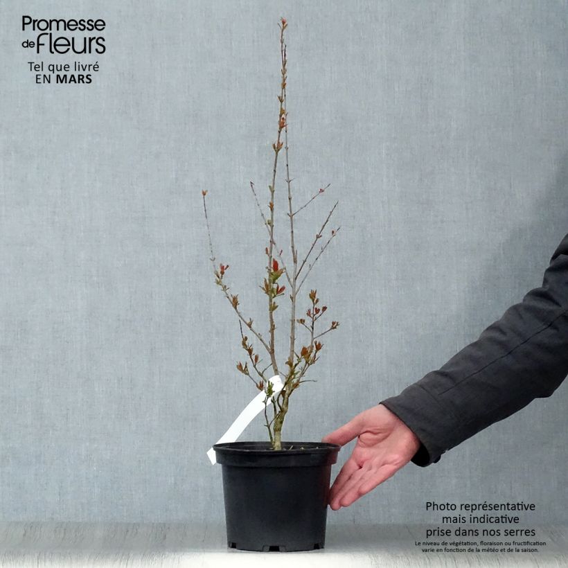 Spécimen de Grenadier à fleurs - Punica granatum Maxima Rubra Pot de 2L/3L tel que livré au printemps