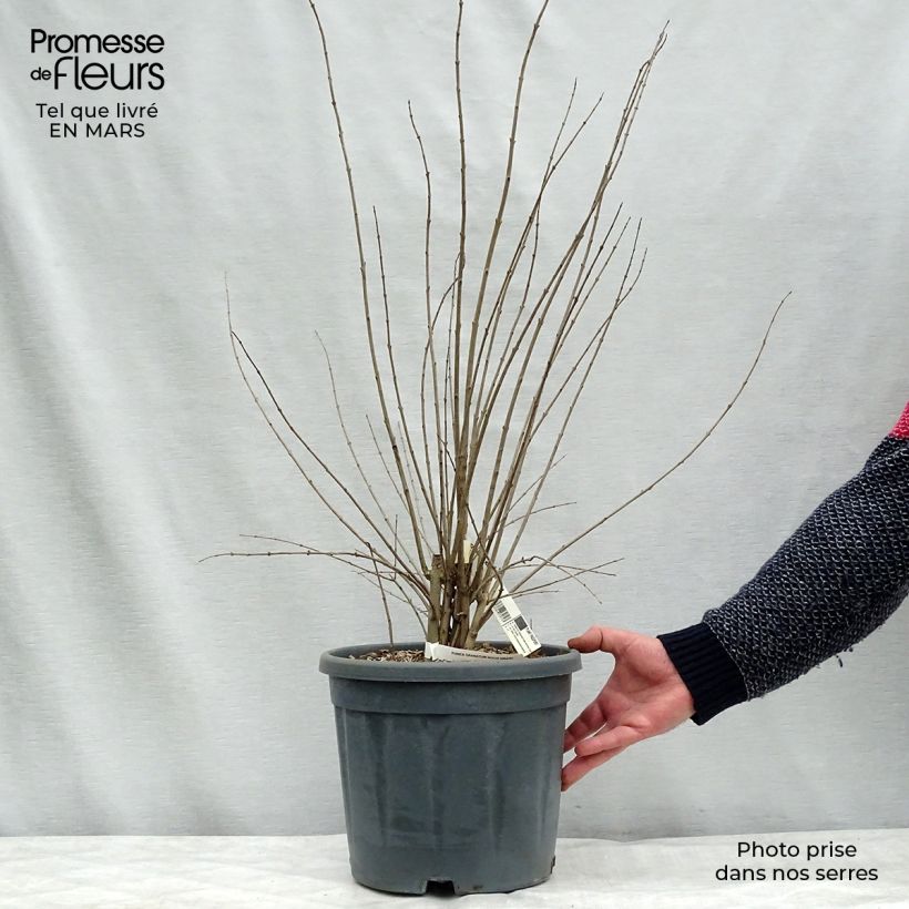 Example of Grenadier à fleurs - Punica granatum Noshi Shibari Pot de 7,5L/10L, Buisson as you get in printemps