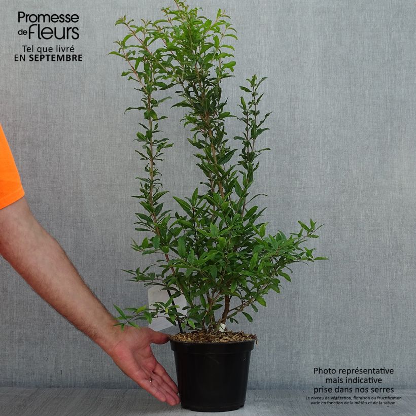 Spécimen de Grenadier à fruits - Punica granatum Dente di leone Pot de 1,5L/2L, Touffe tel que livré en été