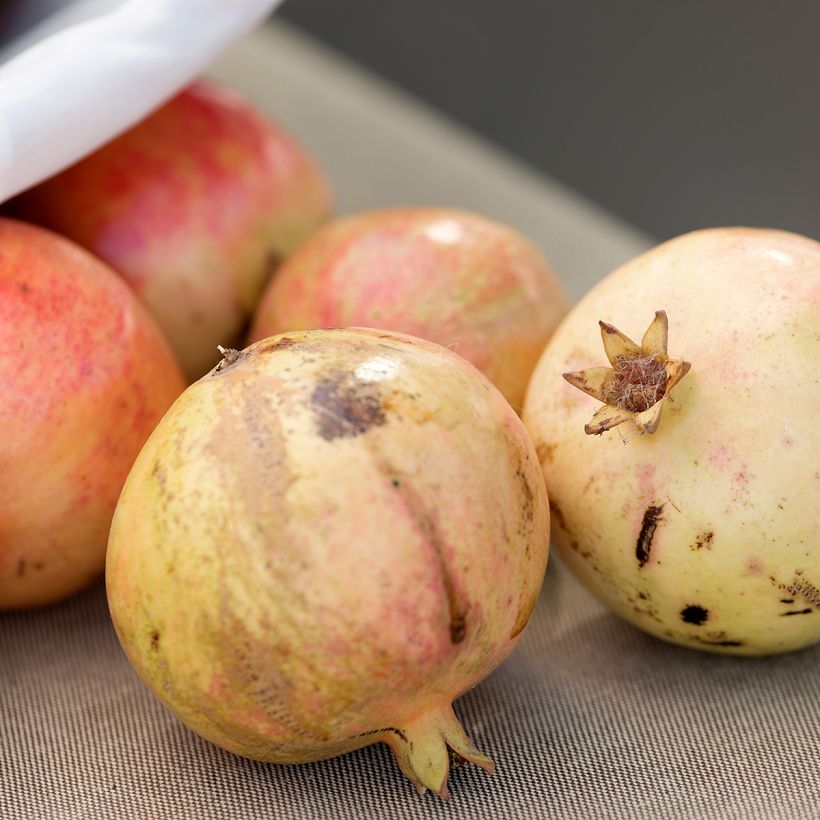 Grenadier à fruits - Punica granatum Mollar de Elche (Récolte)