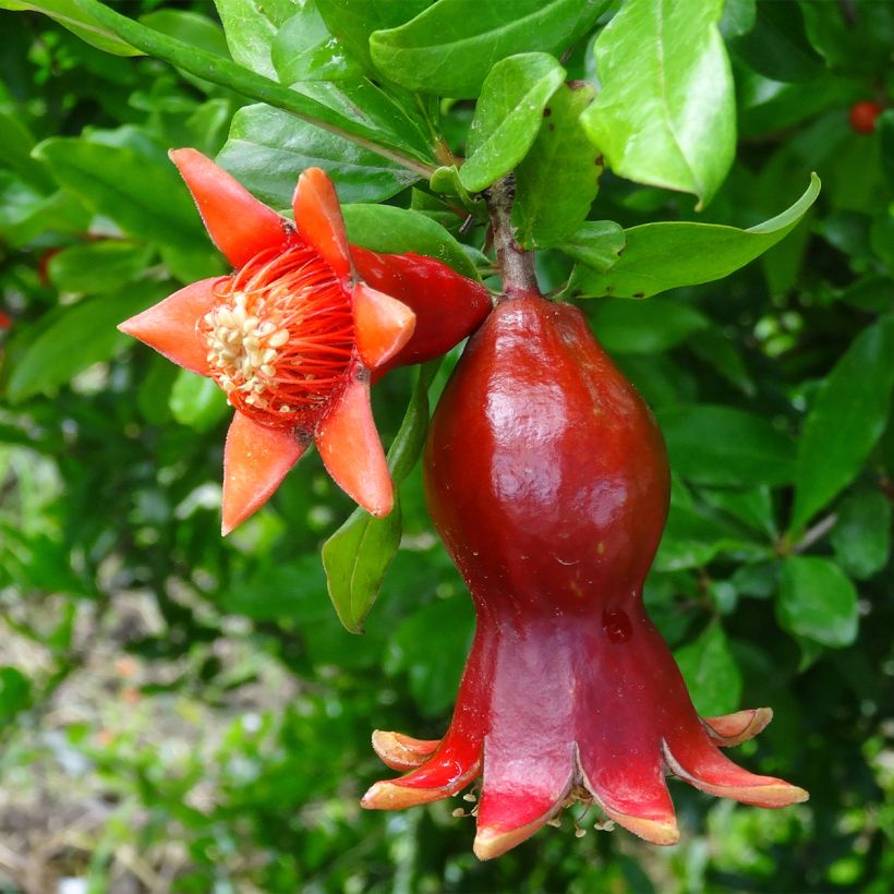 Grenadier à fruits - Punica granatum (Floraison)