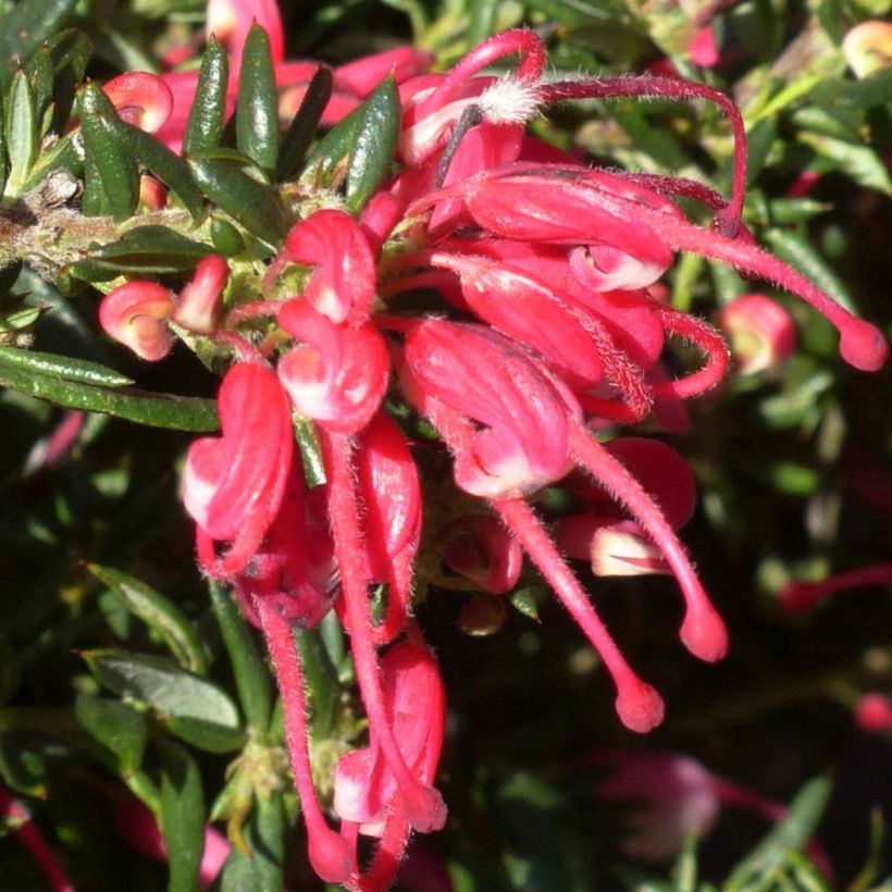Grevillea Poorinda Rondeau - Grévillier (Flowering)