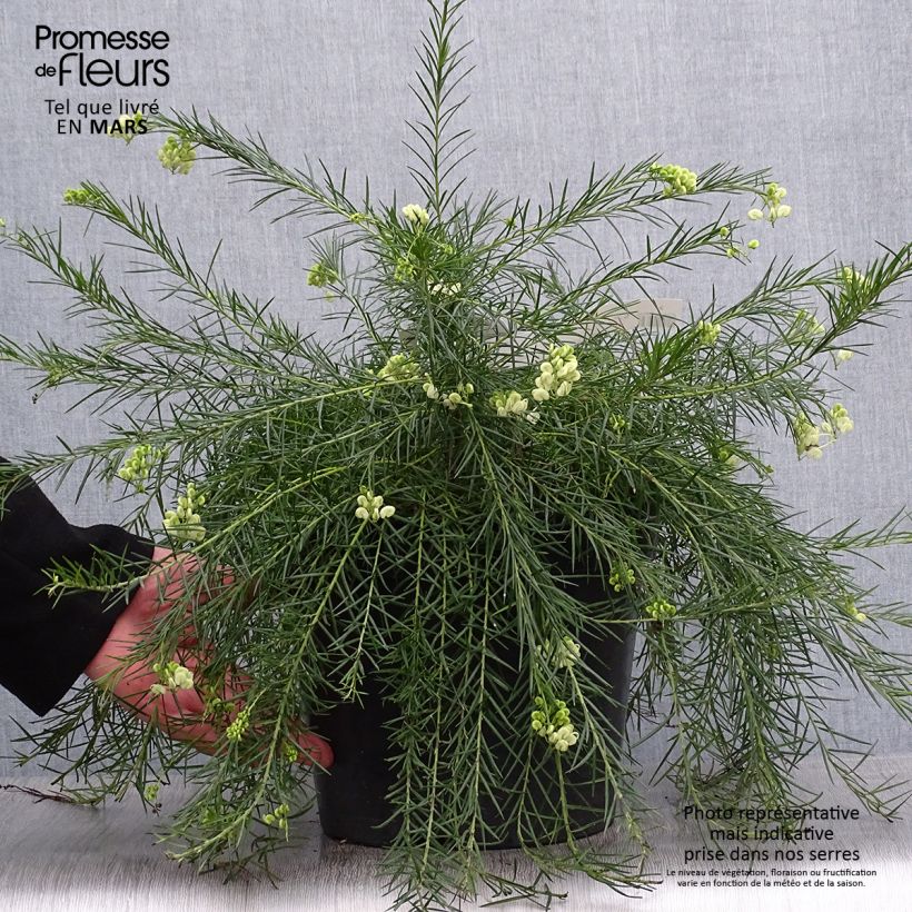 Spécimen de Grevillea gracilis Alba  Pot de 7,5L/10L tel que livré au printemps