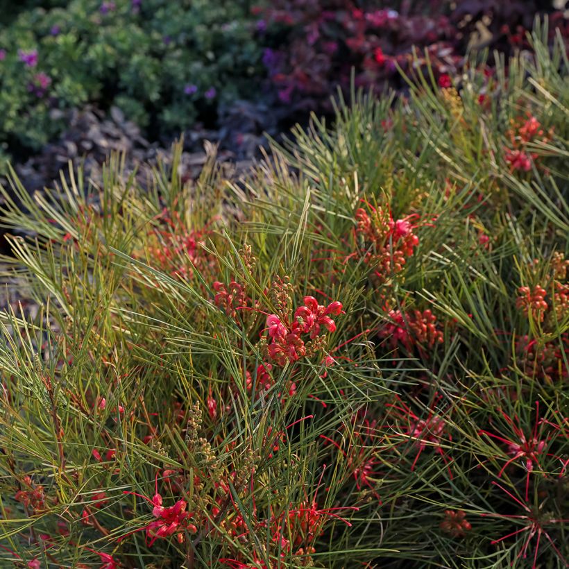 Grevillea johnsonii (Port)