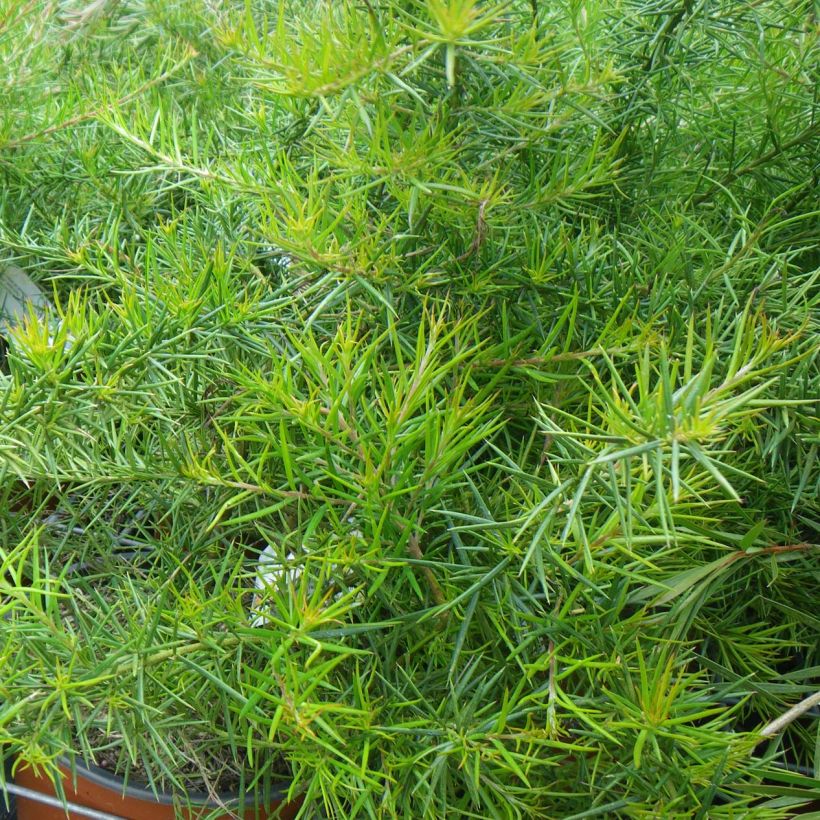 Grevillea juniperina Canberra Gem (Foliage)