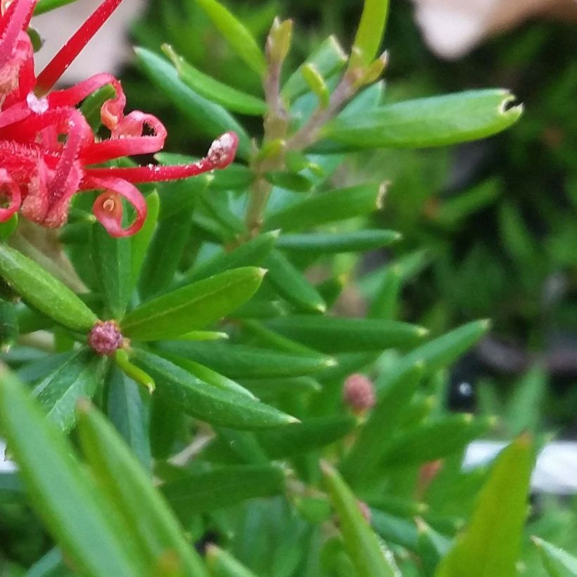 Grevillea juniperina New Blood (Foliage)