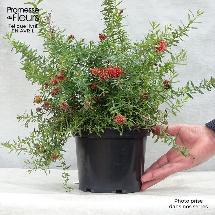Example of Grevillea juniperina New Blood Pot de 2L/3L as you get in printemps