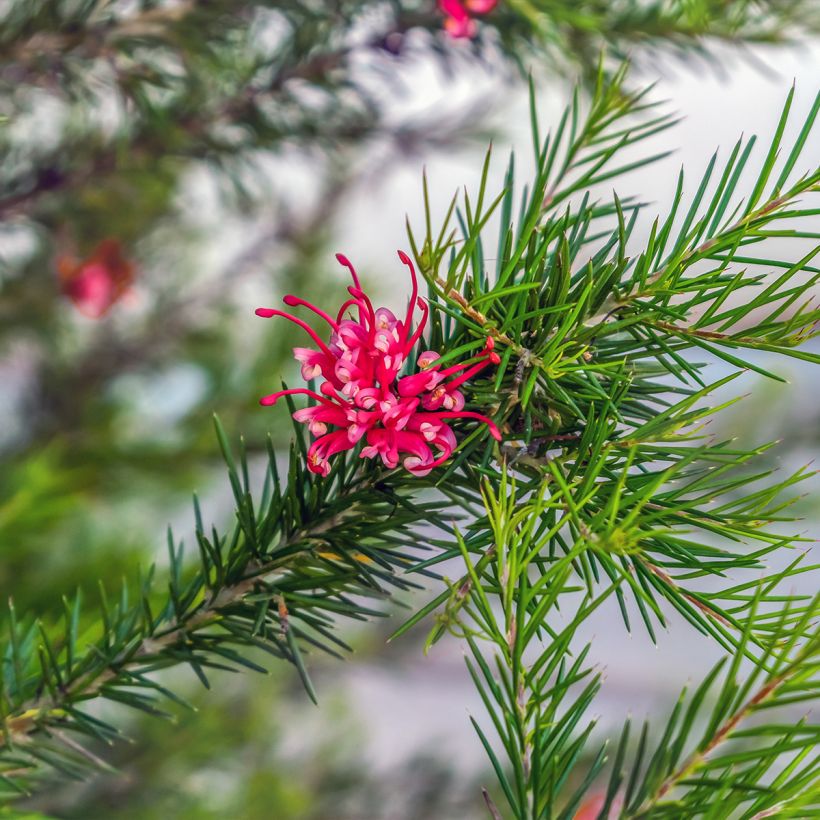 Grevillea juniperina (Feuillage)