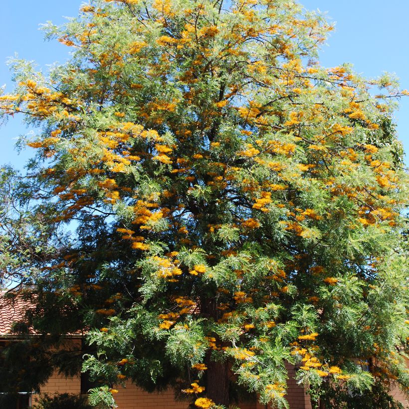 Grevillea robusta - Grévillier (Plant habit)