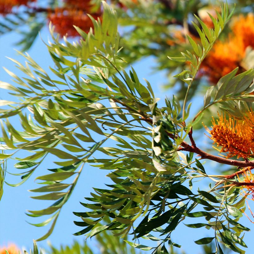 Grevillea robusta - Grévillier (Foliage)