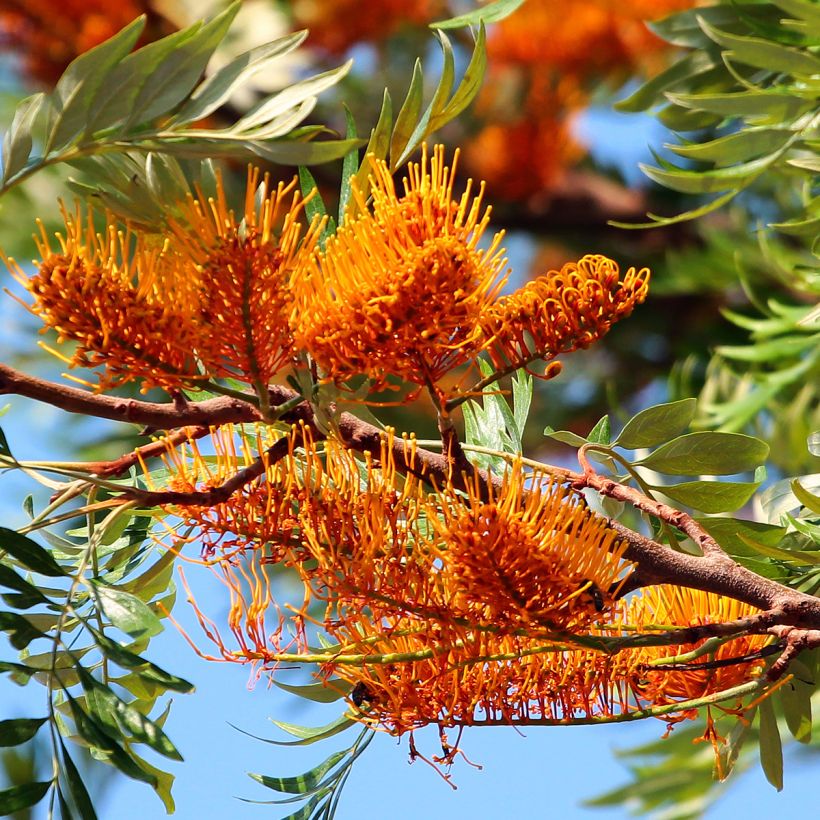 Grevillea robusta - Grévillier (Flowering)