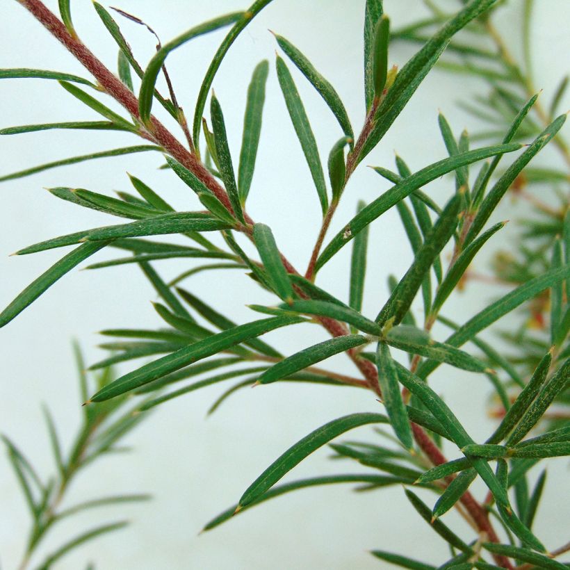 Grevillea  rosmarinifolia Rosa Jenkinsii (Foliage)