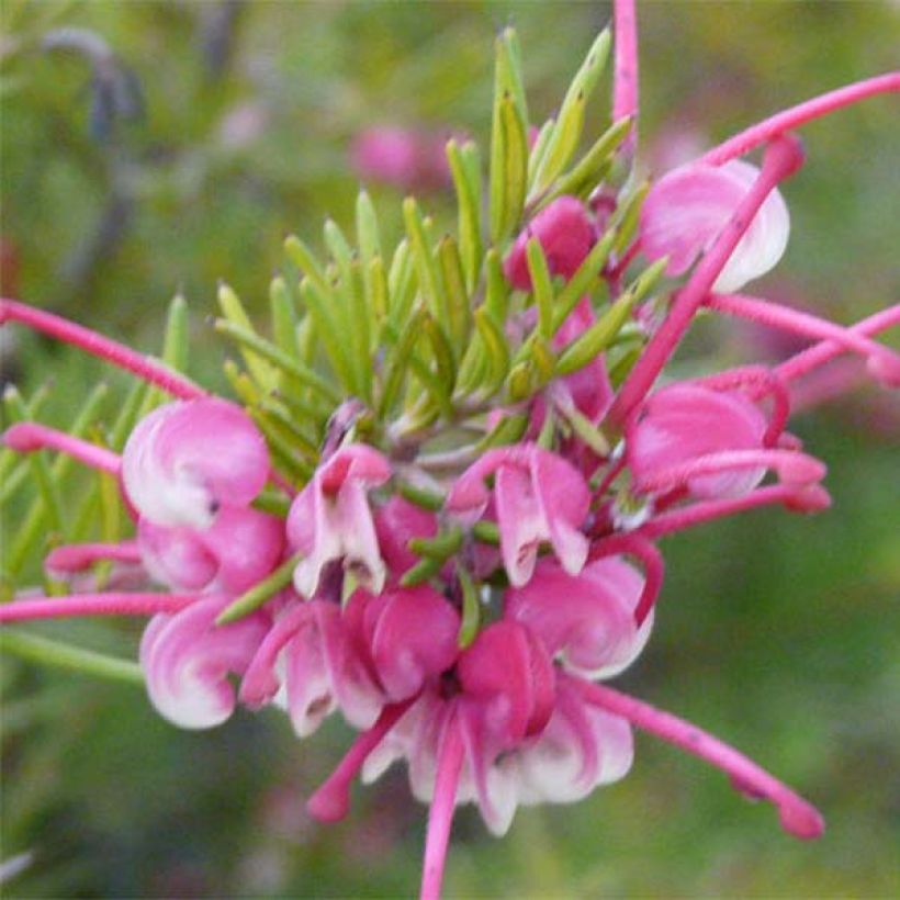 Grevillea  rosmarinifolia Rosa Jenkinsii (Flowering)