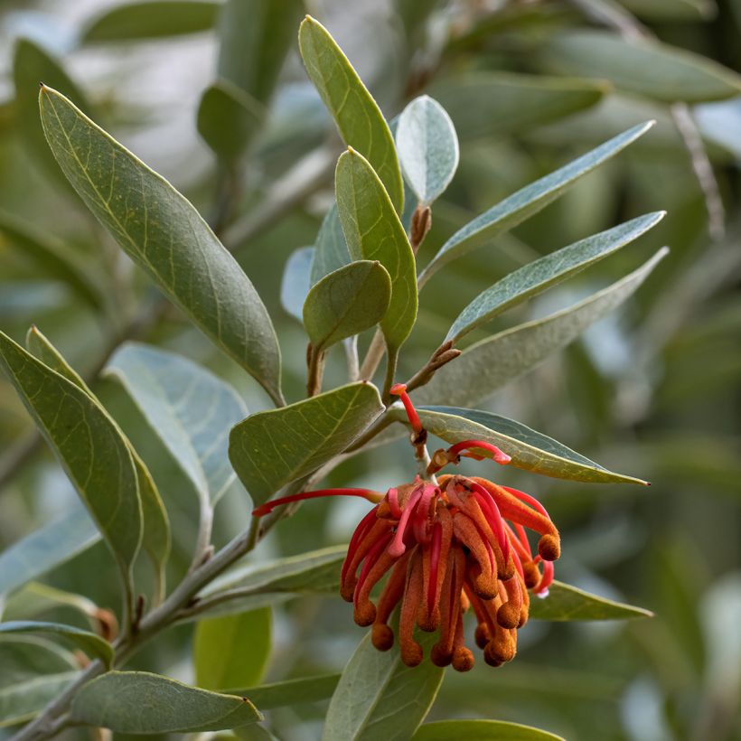Grevillea victoriae (Foliage)