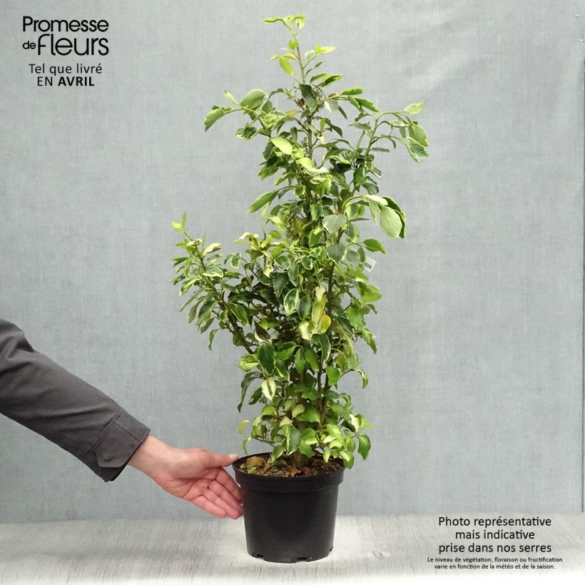 Example of Griselinia littoralis Bantry Bay - Griselinie du littoral  Pot de 3L/4L as you get in printemps