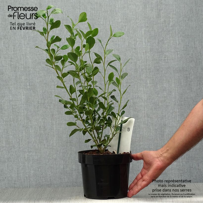 Spécimen de Griselinia littoralis Green Horizon Pot de 2L/3L tel que livré en automne