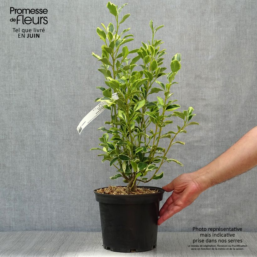 Spécimen de Griselinia littoralis Green Jewel - Griseline du littoral Pot de 4L/5L tel que livré en été