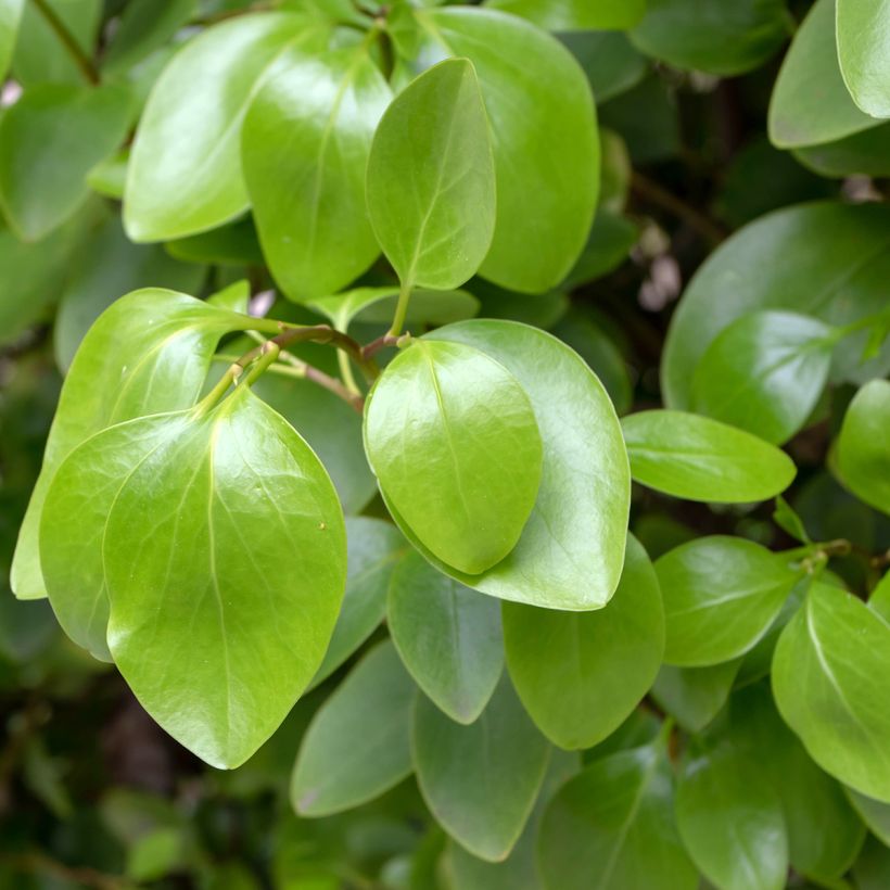Griselinia littoralis (Foliage)