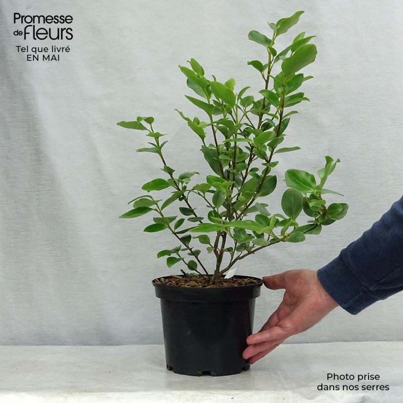 Example of Griselinia littoralis Pot de 2L/3L as you get in printemps