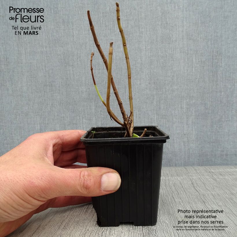 Spécimen de Gros thym antillais - Plectranthus amboinicus Godet de 8/9 cm tel que livré au printemps