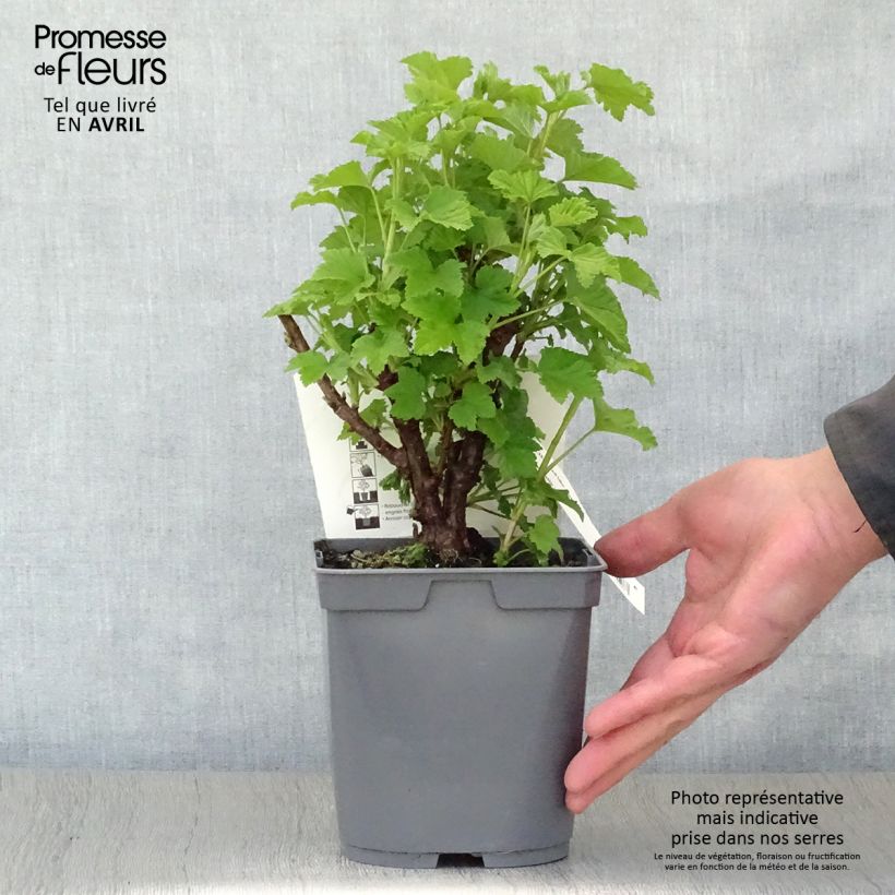 Spécimen de Groseillier Red Lake Améliorée - Georges Delbard Pot de 2L/3L, Buisson tel que livré au printemps
