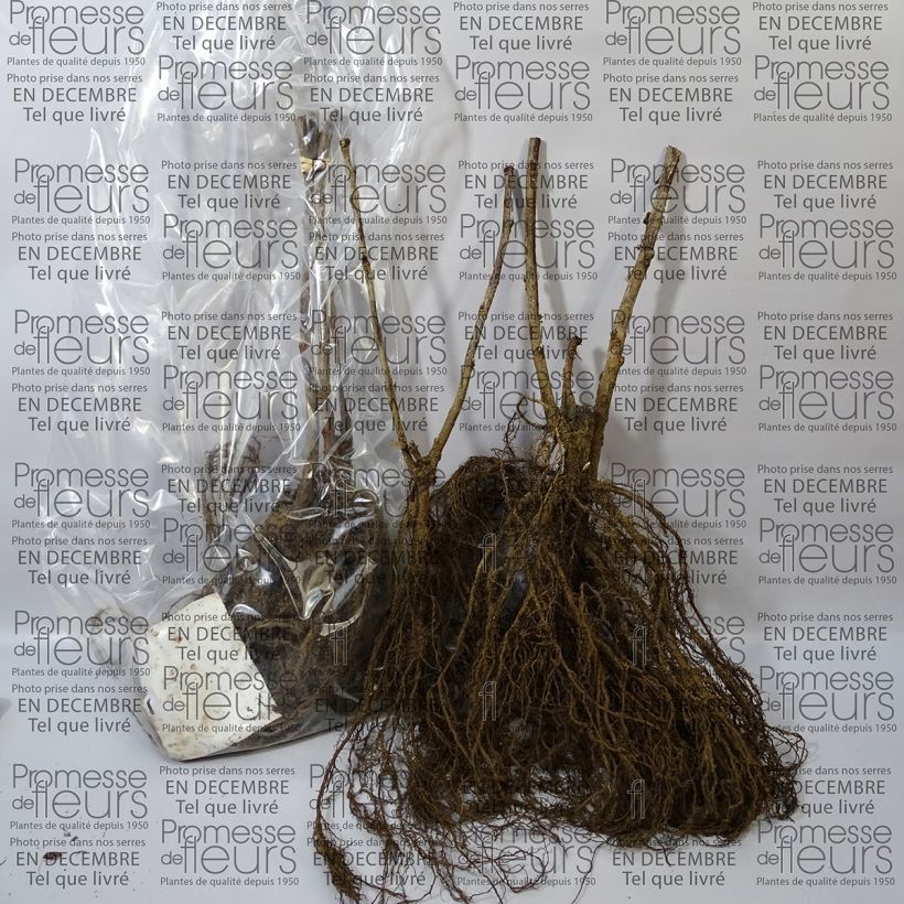 Exemple de spécimen de Groseillier à grappes blanches Blanka Racines nues tel que livré