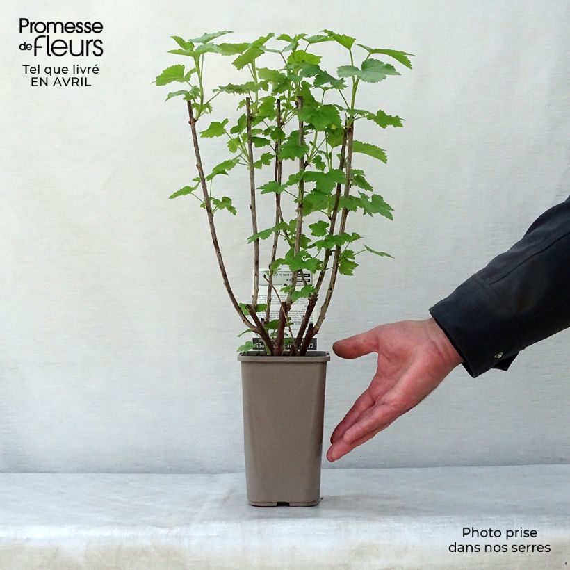 Example of Groseillier à grappes Gloire des Sablons rose Pot de 1L/1,5L, Buisson as you get in printemps