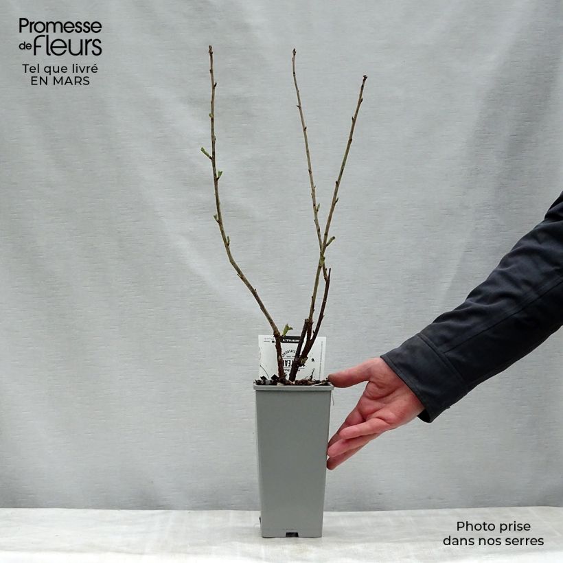 Spécimen de Groseillier à grappes Hollande blanche Pot de 1,5L/2L, Buisson tel que livré au printemps