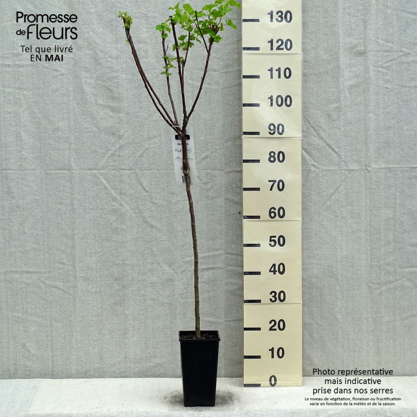 Example of Groseillier à grappes Jonkheer van Tets Pot de 1,5L/2L, Tige, Tige de 90cm as you get in printemps