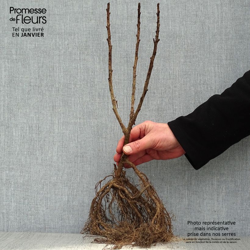 Spécimen de Groseillier à grappes Junifer  Racines nues, Buisson tel que livré en hiver