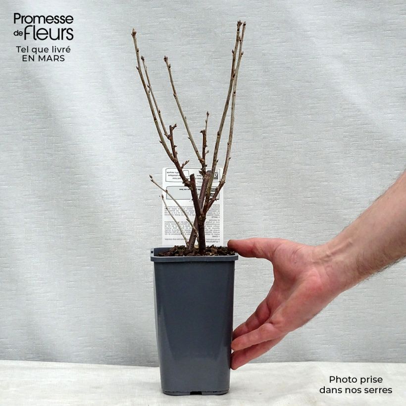 Example of Groseillier à grappes London Market Bio Pot de 1,5L/2L, Buisson as you get in printemps