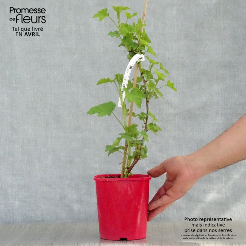 Spécimen de Groseillier à grappes London Market Pot de 1,5L/2L tel que livré au printemps