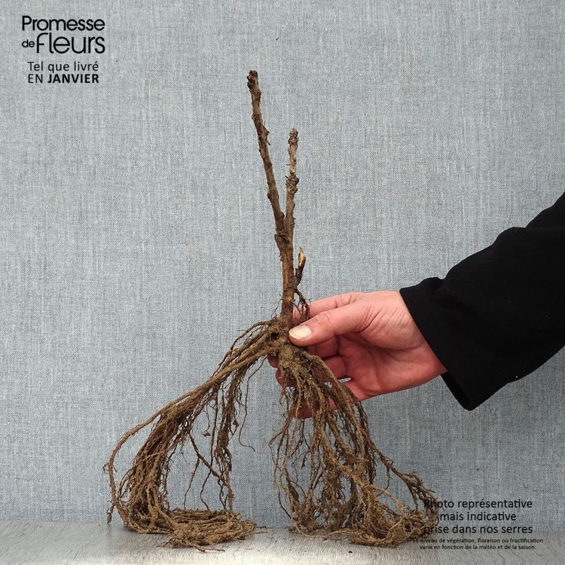 Spécimen de Groseillier à grappes Rovada Racines nues tel que livré en hiver