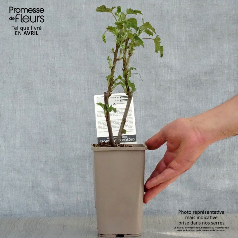 Spécimen de Groseillier à grappes blanches Blanka Pot de 1L/1,5L, Buisson tel que livré au printemps