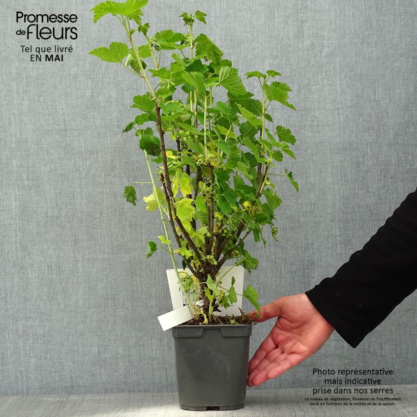 Example of Groseillier à grappes rouges Delbard Giganta - Ribes rubrum Pot de 2L/3L as you get in printemps
