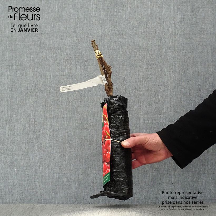 Spécimen de Groseillier à grappes rouges Premiere Groseille Raisin Deltir Motte "Prêt-à-planter", Buisson tel que livré en hiver