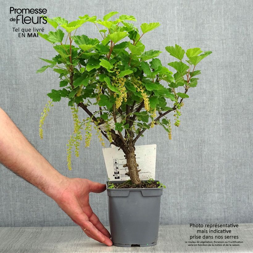 Spécimen de Groseillier à grappes rouges Premiere Groseille Raisin Deltir Pot de 2L/3L tel que livré au printemps