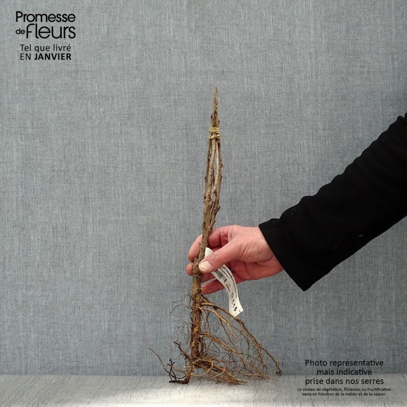 Spécimen de Groseillier à grappes rouges Premiere Groseille Raisin Deltir Racines nues, Buisson tel que livré en hiver