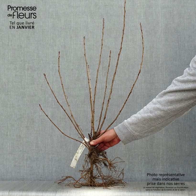 Spécimen de Groseillier à grappes rouges - Ribes rubrum Racines nues, Touffe tel que livré en hiver