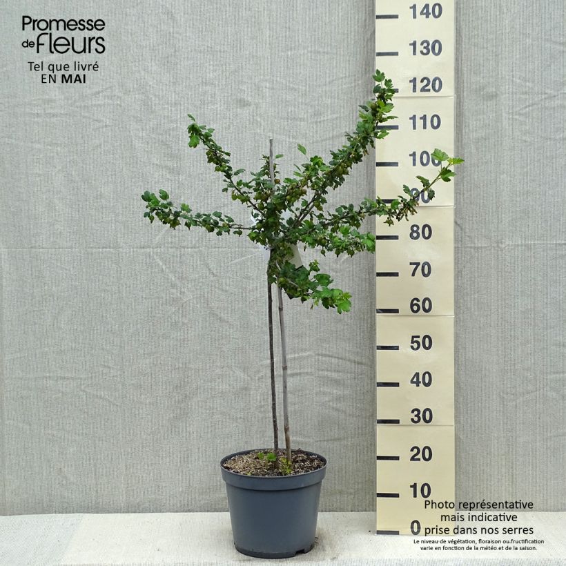 Example of Groseillier à maquereaux Invicta  Pot de 7,5L/10L, 1/4 de tige as you get in printemps