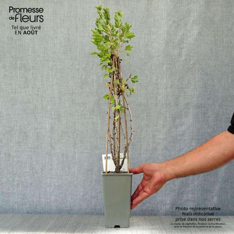 Spécimen de Groseillier à maquereaux Hinnonmaki rouge Bio Pot de 1,5L/2L, Buisson tel que livré en été