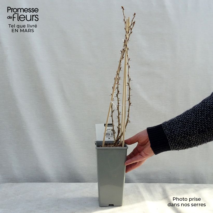 Spécimen de Groseillier à maquereaux Hinnonmaki vert Pot de 1,5L/2L, Buisson tel que livré au printemps